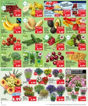 Balkonpflanzen im Kaufland Prospekt in Kaufbeuren Aktueller Kaufland Prospekt mit Balkonpflanzen, "Aktuelle Angebote", Seite 10