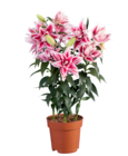 Lys 'Roselily' en promo chez Lidl Lyon à 7,99 €