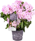 Rhododendron 'Inkarho' Angebote von GROW by OBI bei OBI Kassel für 25,99 €