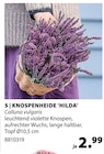 Dehner Garten-Center Bad Dürrheim - Knospenheide Hilda Angebot im Prospekt Knospenheide Hilda bei Dehner Garten-Center im Bad Dürrheim Prospekt für 2,99 €