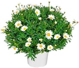 Margeritenbusch von Gardenline für 4,99 € bei ALDI Nord im Angebot Margeritenbusch von Gardenline im aktuellen ALDI Nord Prospekt