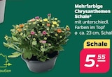 Mehrfarbige Chrysanthemen Schale für 5,55 € bei Netto mit dem Scottie im Angebot Mehrfarbige Chrysanthemen Schale im aktuellen Netto mit dem Scottie Prospekt