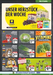 E center Zimmerpflanzen im Prospekt 