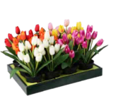 Aktuelles Dekopflanze Tulpe im Topf Angebot bei Möbel AS in Mannheim ab 6,95 €