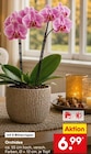 Aktuelle Zimmerpflanzen Angebote bei Netto Marken-Discount in Duisburg Aktuelles Orchidee Angebot bei Netto Marken-Discount in Duisburg