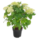 Ballhortensie „Annabelle“ im Angebot bei OBI in Hoyerswerda Ballhortensie „Annabelle“ Angebote von Grow by OBI bei OBI Hoyerswerda für 9,99 €
