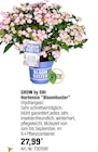 Hortensie "Bloombuster" Angebote von GROW by OBI bei OBI Frankfurt für 27,99 €