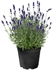 Penny - Lavendel Angebot im Prospekt Lavendel bei Penny im Prospekt "" für 1,99 €
