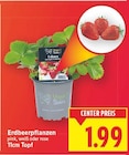 Erdbeerpflanzen im aktuellen E center Prospekt