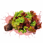 Salat mit Wurzelballen im Angebot bei Netto Marken-Discount in Saarbrücken Salat mit Wurzelballen Angebote von HEIMAT bei Netto Marken-Discount Saarbrücken für 0,74 €
