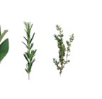 Aktuelle Wecker Angebote bei Kaufland in Erfurt Aktuelles Kasseler Nussschinken Angebot bei Kaufland in Erfurt ab 7,29 €