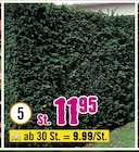 Eibe im Angebot bei Hornbach in Würzburg Eibe Angebote bei Hornbach Würzburg für 9,99 €