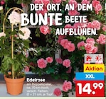 Edelrose im Netto Marken-Discount Prospekt Edelrose im aktuellen Netto Marken-Discount Prospekt für 14,99 €