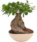 Aktuelles Ginseng-Bonsai Angebot bei Penny in Bremerhaven ab 9,99 €