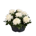 Deko-Chrysanthemen bei Lidl im Prospekt "" für 7,99 €
