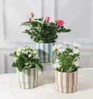 Plante Fleurie Rose - La Plante en promo chez U Express Houilles à 6,99 €