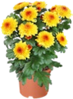 Chrysantheme  im aktuellen Kaufland Prospekt für 1,19 €
