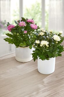 Blühende Chrysantheme bei ALDI SÜD in Essen Blühende Chrysantheme im Angebot bei ALDI SÜD Essen für 0,79 €