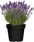Duft-Lavendel im aktuellen Globus-Baumarkt Prospekt