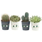 Cactus ou succulente en promo à 3,99 € chez Carrefour Cactus ou succulente dans le catalogue Carrefour