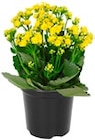 Kalanchoe von Gardenline für 1,99 € bei ALDI Nord im Angebot Kalanchoe von Gardenline im aktuellen ALDI Nord Prospekt