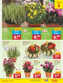 Kürbis im Netto Marken-Discount Prospekt "Aktuelle Angebote" mit 60 Seiten (Pforzheim)