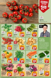 Ähnliche Angebote wie Zitronenbaum im Prospekt "Dein Markt" auf Seite 7 von REWE in Ludwigshafen