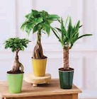 Plante Verte en promo chez U Express Bordeaux à 8,99 €