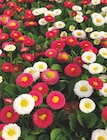 Promo Pâquerette bellis perennis pot 10 cm à 2,29 € dans le catalogue Intermarché à Chambon-sur-Voueize
