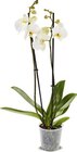 Orchidee Angebote bei Netto Marken-Discount Remscheid für 5,99 €