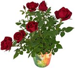 Topfrose im aktuellen Penny Prospekt für 2,29 €