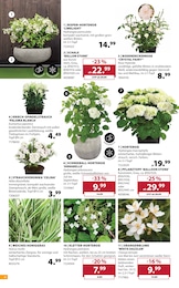 Dehner Garten-Center Schal im Prospekt 
