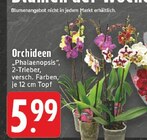 Orchideen 'Phalaenopsis' bei EDEKA im Prospekt "" für 5,99 €