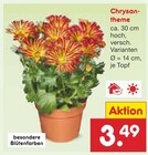 Chrysantheme im Angebot bei Netto Marken-Discount in Jena Chrysantheme Angebote bei Netto Marken-Discount Jena für 3,49 €