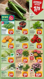 Blumen im REWE Prospekt in Schorndorf Aktueller REWE Prospekt mit Blumen, "Dein Markt", Seite 7