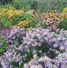 Vivaces Fleuries ECLOZ à Jardineries du terroir dans Saint-Sauveur Vivaces Fleuries ECLOZ à Jardineries du terroir dans Saint-Sauveur