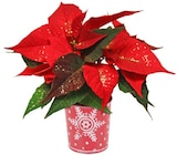 Mini-Weihnachtsstern im Angebot bei Penny in Mülheim Mini-Weihnachtsstern Angebote bei Penny Mülheim für 2,69 €