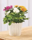 Chrysantheme Tricolore en promo chez Super U Saint-Malo à 4,99 €