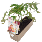 Promo Trio de tomate cœur de bœuf bio à 3,99 € dans le catalogue Botanic à Épinal