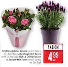 Topfrosen Dolce Amore im Angebot bei Marktkauf in Reutlingen Topfrosen Dolce Amore Angebote bei Marktkauf Reutlingen für 4,99 €