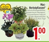 Mini-Herbstpflanzen im aktuellen EDEKA Prospekt für 1,00 €