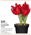 TULPEN MIX (TULIPA) Angebote bei OBI Waiblingen für 1,49 €