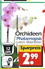 Orchideen Phalaenopsis bei Wreesmann im Zörbig Prospekt für 2,99 €