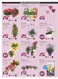 Lilie im V-Markt Prospekt "V-Markt einfach besser einkaufen" auf Seite 16