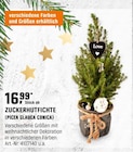 ZUCKERHUTFICHTE Angebote bei OBI Lehrte für 16,99 €