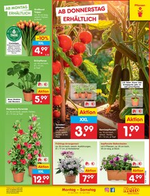 Blumentopf im Netto Marken-Discount Prospekt "Aktuelle Angebote" mit 69 Seiten (Hildesheim)