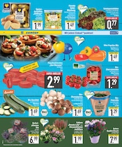 Chrysantheme im EDEKA Prospekt in München Aktueller EDEKA Prospekt mit Chrysantheme, "DAS BESTE DER WOCHE", Seite 6