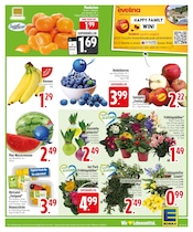 Aktueller EDEKA Prospekt mit Blumen, "5% MONTAGS-RABATT", Seite 5