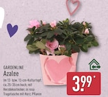 Azalee von GARDENLINE für 3,99 € bei ALDI Nord im Angebot Azalee von GARDENLINE im aktuellen ALDI Nord Prospekt