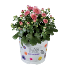 Chrysanthème multifleur - Lidl à Châtillon Chrysanthème multifleur en promo chez Lidl Châtillon à 1,39 €